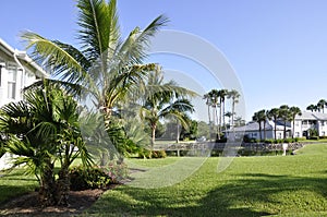 Palm trees in Naples, Florida