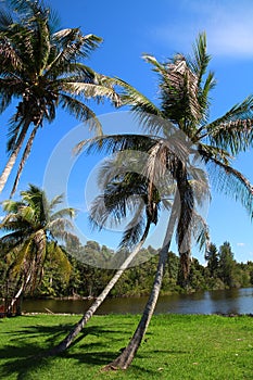 Palm trees in the National Park of the Peninsula de Zapata, Laguna del Tesoro, Cuba photo