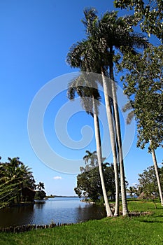 Palm trees in the National Park of the Peninsula de Zapata, Laguna del Tesoro, Cuba photo
