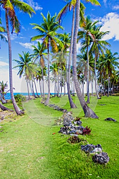 Palm trees near the caribbean sea