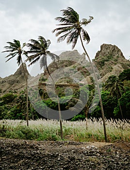 Palm trees near dried-up stream surrounded by fertile green valley and rugged cliffs in background. Santo Antao, Cabe