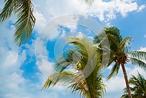 Palm trees near Paradise beach. Cancun. Mexico beach tropical in Caribbean