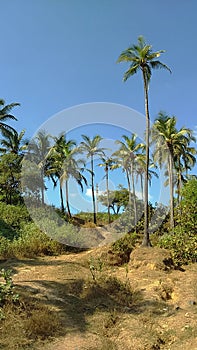 Palm trees near Vagator beach, North Goa, India