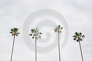 Palm trees in Newport Beach, Orange County, California