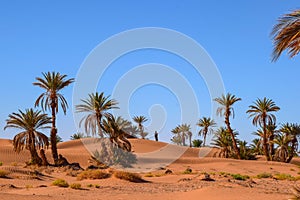 Palm trees next to a little oasis in the Sahara Desert, Morocco