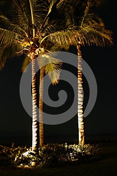 Palm Trees At Night