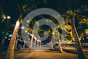 Palm trees at night, in Pasay, Metro Manila, The Philippines. photo