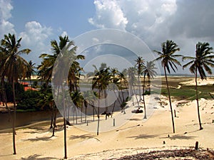 Palm trees in northeast brazil