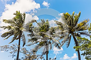 Palm trees, Noumea, New Caledonia