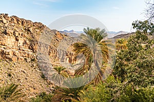 Palm trees oasis at Misfah al Abriyyin or Misfat Al Abriyeen village located in the north of the Sultanate of Oman