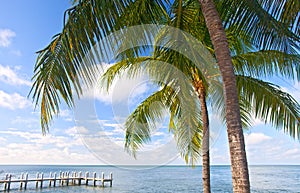 Palm trees, ocean and blue sky on a tropical beach in Florida keys