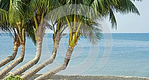 palm trees at the ocean