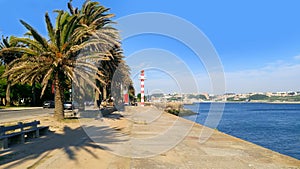 Palm trees off the coast of the Atlantic Ocean in summer in Porto. Portugal