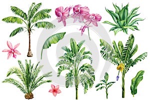 Palm trees, orchid flowers, tropical plants on isolated white background, Watercolor illustration botanical