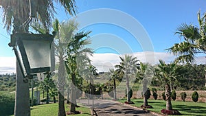 Palm trees ornamenting the summer house