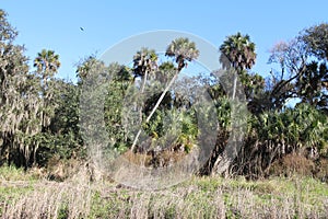 Palm trees and other vegetation