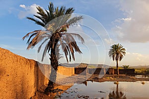 Palm trees. Oued Ouarzazate. Morocco.