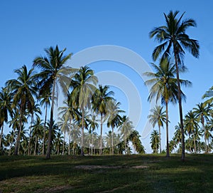 Palm trees over blue sky background