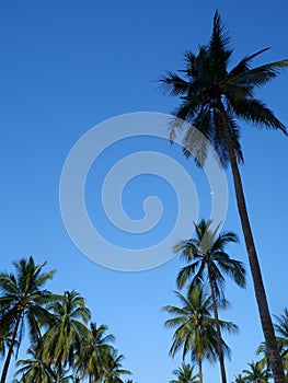 Palm trees over blue sky background