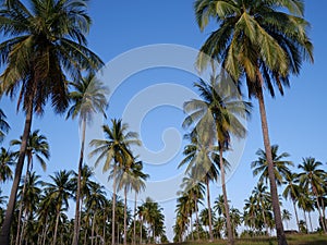 Palm trees over blue sky background