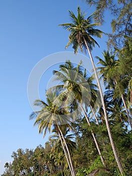 Palm trees over blue sky background