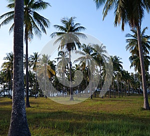 Palm trees over blue sky background