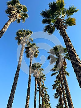 Palm Trees Over Blue Sky photo