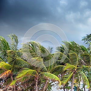 palm trees over cloudy sky in Phuket, Tha photo