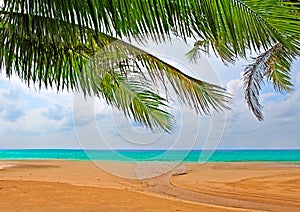 Palm trees over the sand