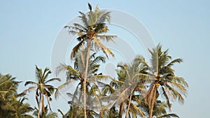 Palm trees over sky at sunny day