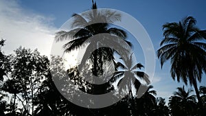 Palm trees over sunset sky background