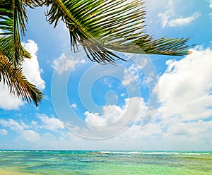 Palm trees over turquoise water in Guadeloupe