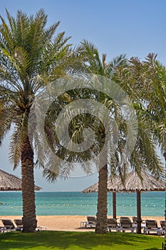 Palm Trees overlooking Barsa Bay photo