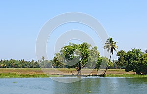 Palm Trees and Paddy Fields near Backwaters in Kerala, India