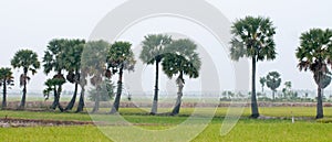 Palm trees on paddy rice field in southern Vietnam