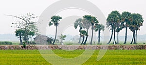 Palm trees on paddy rice field in southern Vietnam