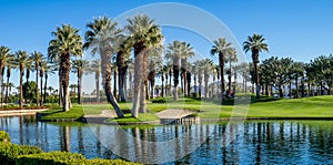 Palm trees, Palm Desert golf course