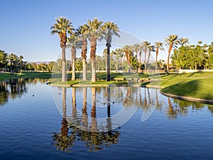 Palm trees, Palm Desert golf course