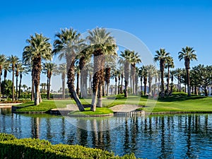 Palm trees, Palm Desert golf course