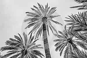 Palm trees in the palm grove of Elche, Spain; black and white image