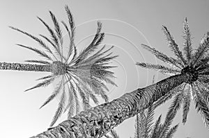 Palm trees in the palm grove of Elche, Spain; black and white image