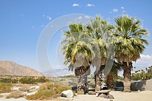 Palm Trees in Palm Springs