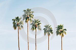 Palm trees in Palm Springs, California