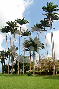 Palm trees