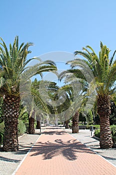 Palm trees in Paloma Park, Benalmadena Costa