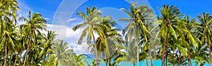 Palm trees panoramic view, beautiful tropical island beach panorama, green coconut palms leaves, turquoise sea water, ocean coast