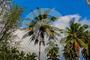 Palm trees on the paradise beach