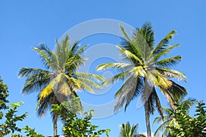 Palm trees on the paradise beach