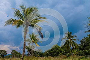 Palm trees on the paradise beach