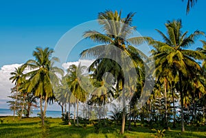 Palm trees on the paradise beach